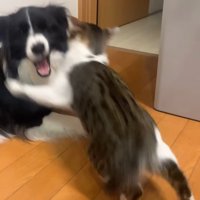 犬に飛びかかる猫