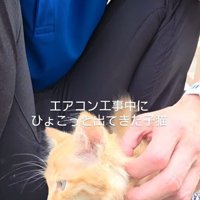 なでられる子猫