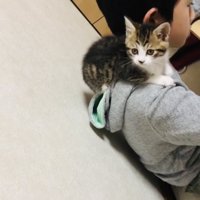 男の子の肩に乗る子猫