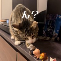 フィギュアを前足でつついている猫