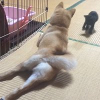 犬に近づいていく子猫