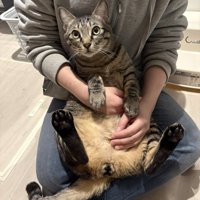 抱っこされている猫