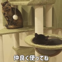 仲良く使ってね