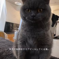 ベッドの上でお座りをしている猫（正面）