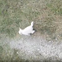 先に走り出す子猫