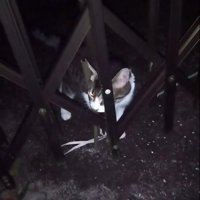 外に向かって鳴く猫