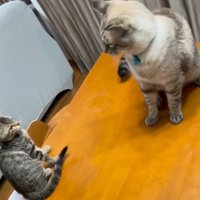 しっぽを触られて子猫から距離を取る先住猫