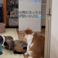 喧嘩中の2匹の猫