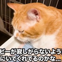 ケージの中にいる猫