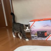 部屋を歩く猫