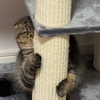 キャットタワーに隠れる猫さん