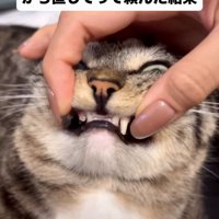 猫の歯