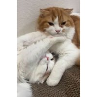 室内にいる猫