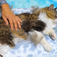 横たわって腰のブラッシングを受ける猫