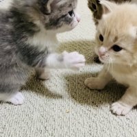 クリーム子猫に猫パンチするグレー子猫とそれを見る焦げ茶子猫