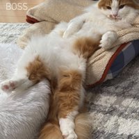 ベッドの上でうとうとしている猫