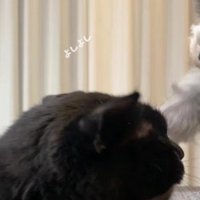 猫をなでる犬