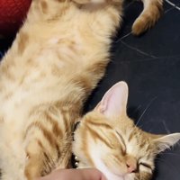 飼い主さんに顎を撫でられるマンチカン
