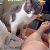 足を見つめる猫