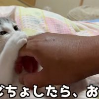 お腹をなでながら手にじゃれつく子猫（こちょこちょしたら、おててパー）