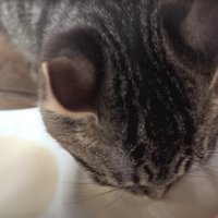 ミルクを飲んでいる子猫