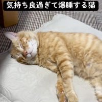 寝る猫