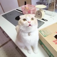 鳴くじゅんちゃん
