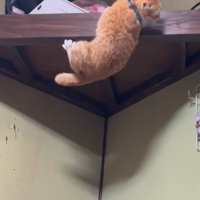 登ろうとする猫