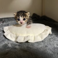子猫とクッション