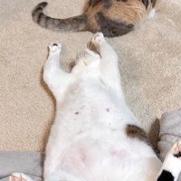 仰向けで他の猫にちょっかいをかけている猫