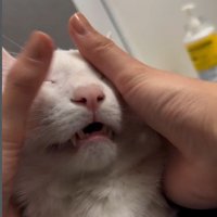 人にマッサージをされている猫