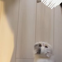 足にすり寄る子猫