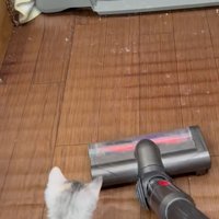 掃除機を見ている子猫