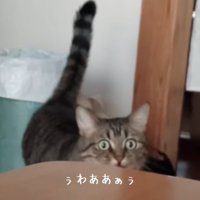 テーブルの前で正面みる猫（ぅわああぁぅ）