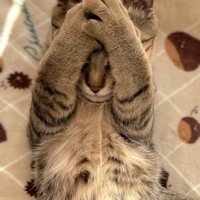 手で顔を覆うキジトラ猫