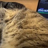 飼い主に甘える猫