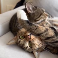 ソファの上でくつろぐ2匹の猫