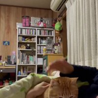 ベッドに入る猫と飼い主