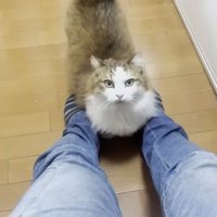 膝にのりたい猫
