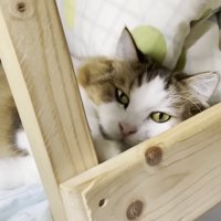 ベッドで寝ている長毛の猫