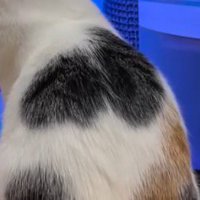 黒いぶち模様が並んだ猫の背中