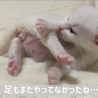 横になって毛づくろいしている子猫