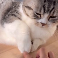 前足を引き抜いて、女性の手を見つめる猫