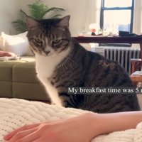 少し恨めしそうに飼い主さんを見つめるノブくん