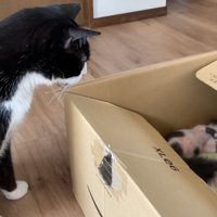 子猫を見つめる猫