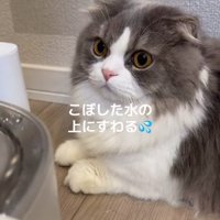 香箱座りをしている猫の上半身アップ