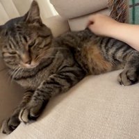 背中を撫でられる猫