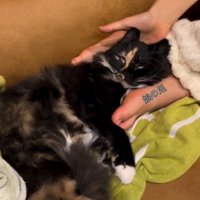 猫の頭の下に手を入れる