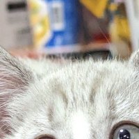 白い子猫の額にあるキジトラ模様