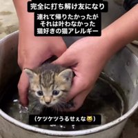 お風呂で洗われる子猫